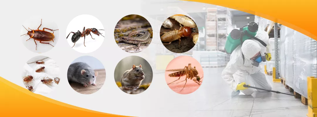 Determined Pest Control Dubai