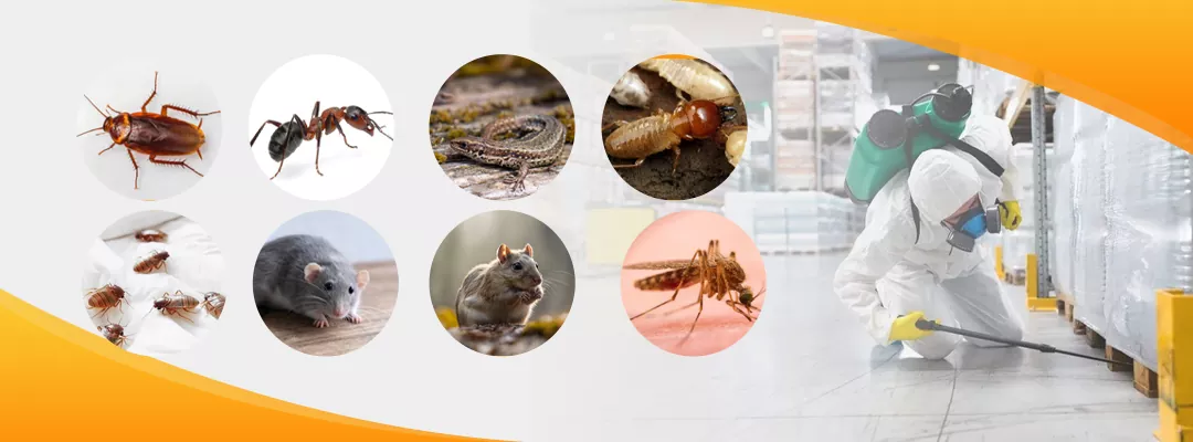 Targeted Treatments for Common Pests